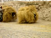 Two Donkeys Carrying Hay